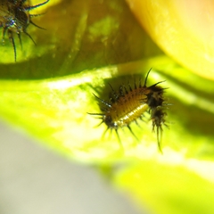 Cyrtonota thalassina