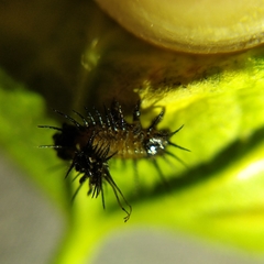 Cyrtonota thalassina