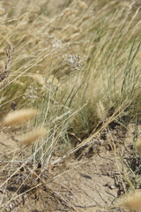 Allium inaequale
