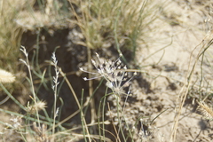 Allium inaequale