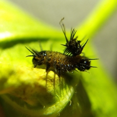 Cyrtonota thalassina