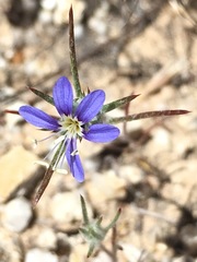 Eriastrum virgatum