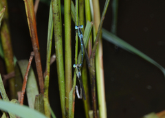 Indolestes insularis