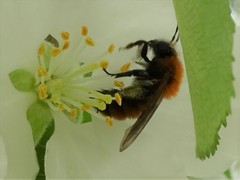 Andrena milwaukeensis