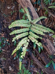 Adiantum pyramidale