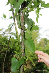 Aristolochia triangularis