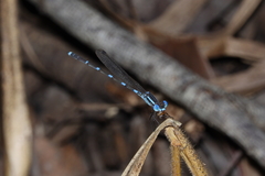 Indolestes insularis