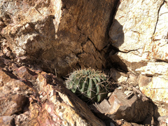 Echinopsis calorubra