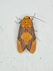 Lepidokirbyia boreas