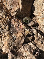 Echinopsis calorubra