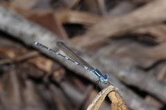 Indolestes insularis