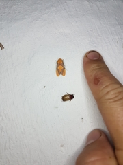 Lepidokirbyia boreas