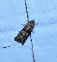 Sereda tautana