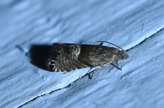 Sereda tautana