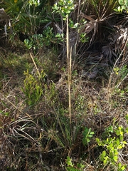 Aristida spiciformis