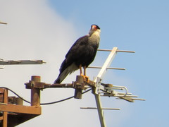 Caracara plancus