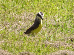 Pitangus sulphuratus