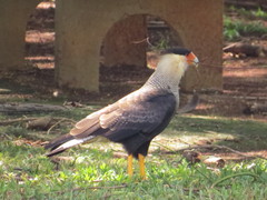 Caracara plancus