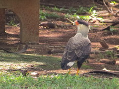 Caracara plancus