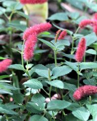 Acalypha hispida