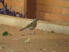 Turdus leucomelas