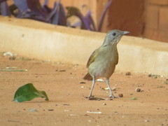 Turdus leucomelas