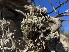 Tillandsia pedicellata