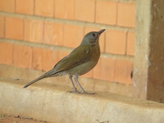 Turdus leucomelas