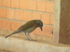 Turdus leucomelas