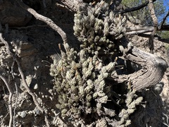 Tillandsia pedicellata