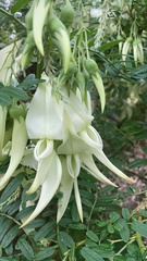 Clianthus