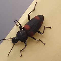 Zophobas quadrimaculatus