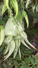 Clianthus