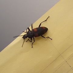 Zophobas quadrimaculatus