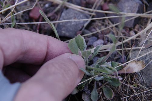 Image of Perennial Rockcress (Boechera perennans) by (c) Eric Knight, some rights reserved (CC BY)