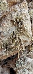 Ramalina bourgaeana
