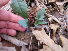Viola triloba