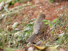 Turdus leucomelas