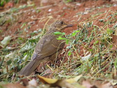Turdus leucomelas