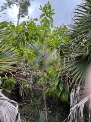 Alstonia macrophylla