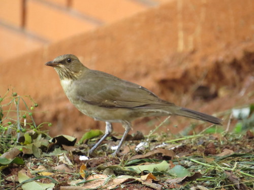 Blacksmith Thrush (Turdus subalaris), photo 9