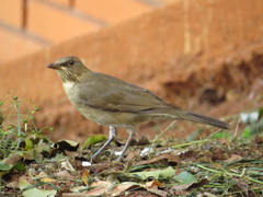 Turdus subalaris