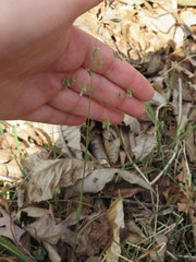 Poa cuspidata