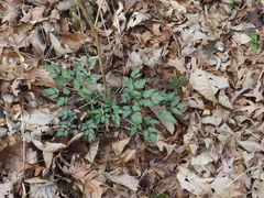 Thaspium chapmanii