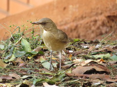 Turdus subalaris