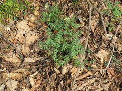 Polymnia laevigata