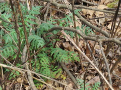 Polymnia laevigata