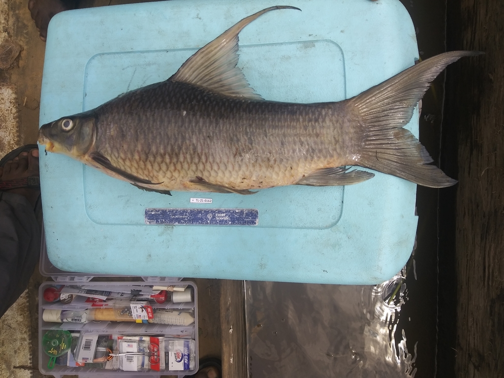 Sicklefin labeo (Labeo falcipinnis) — Cyprinidae