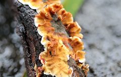 Xylobolus spectabilis