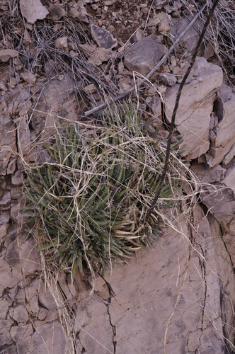Agave toumeyana